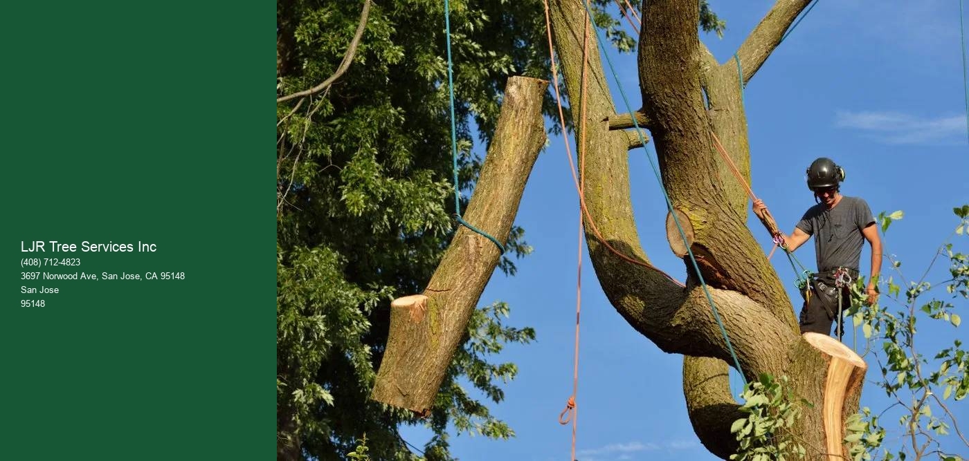 San Jose tree pruning